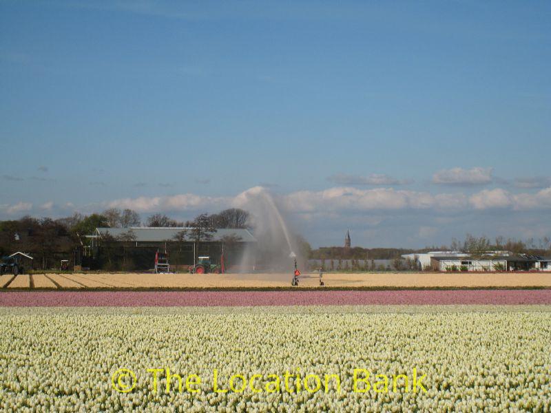 Tulpen velden in april