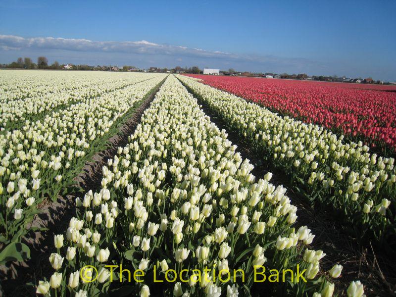 Tulpen velden in april