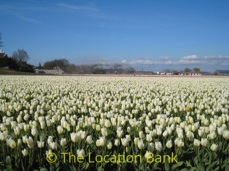 Tulpen velden in april