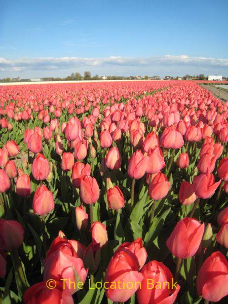 Tulpen velden in april