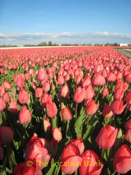 Tulpen velden in april