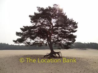 Bume forest