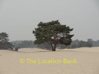sand landscape forest