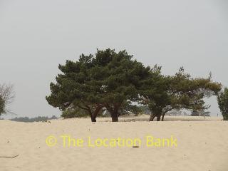 sand landscape forest