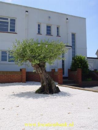 garten olive tree