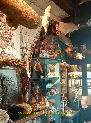 interieur met taxidermie haaien