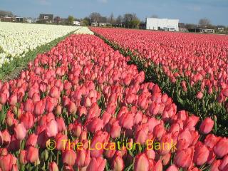 Tulpen velden in april