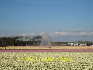 Tulpen velden in april