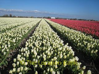 Tulpen velden in april