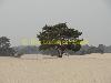 solitary tree