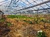 deserted greenhouse