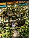 A densely planted greenhouse with wooden shelves, hanging lights and a narrow path is seen through a metal-gridded window.