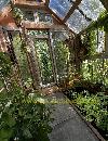Glass greenhouse with wooden beams, hanging plants, flowerpots and densely planted beds.