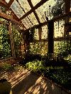 A vintage greenhouse with wooden beams, large windows and numerous green plants in sunlight.