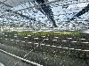 Large greenhouse interior with rows of dark growing beds, young plants, and an extensive network of pipes and supports.