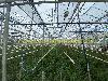 Rows of green plants fill a greenhouse beneath a transparent roof with hanging irrigation hoses.
