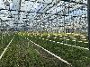 Rows of green plants grow beneath a glass greenhouse roof with pipes and support wires.