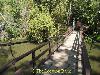 Bridge in the jungle