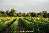 druiven cognac frans platte land wijngaarden