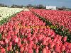 Flowerfields in April