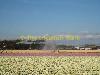 Flowerfields in April