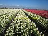 Flowerfields in April