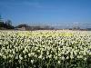 Flowerfields in April