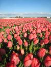 Flowerfields in April