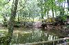 Forest mit little pond