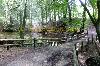 Forest mit little pond