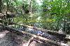 Forest mit little pond