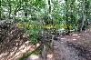 Forest mit little pond