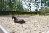 paarden