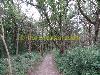 Forest oder woods