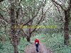 Forest oder woods