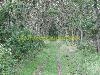 Forest oder woods