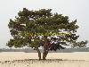 solitary tree