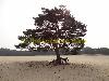 desolated tree