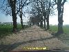 Unpaved Stra&szlig;e mit B&auml;umen