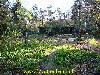 foresthouse
