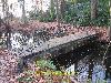 Forest foot Br&uuml;cke