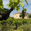 Alte Villa oder house mit court in the vinyards