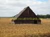 Alte barn oder shed
